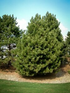 Сосна Чёрная (Pinus Nigra) купить по цене от 270.00р. в интернет-магазине «Посадика» с доставкой почтой в в Ялтае и по всей России – [изображение №1].