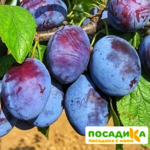 Слива Чачакская ранняя купить по цене от 229.00р. в интернет-магазине «Посадика» с доставкой почтой в в Ялтае и по всей России – [изображение №1].