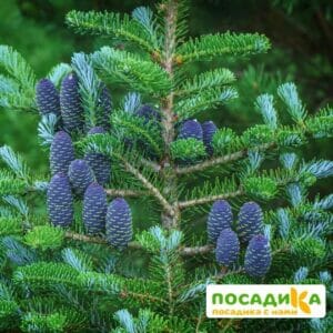 Пихта корейская (Abies koreana) купить по цене от 450.00р. в интернет-магазине «Посадика» с доставкой почтой в в Ялтае и по всей России – [изображение №1].