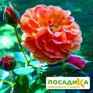 Роза Арабия купить по цене от 350.00р. в интернет-магазине «Посадика» с доставкой почтой в в Ялтае и по всей России – [изображение №1].