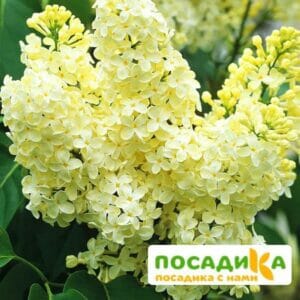 Сирень Примроуз (Primrose) купить по цене от 529.00р. в интернет-магазине «Посадика» с доставкой почтой в в Ялтае и по всей России – [изображение №1].