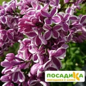 Сирень Сенсация купить по цене от 529.00р. в интернет-магазине «Посадика» с доставкой почтой в в Ялтае и по всей России – [изображение №1].