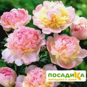 Пион Распберри Сандей (Paeonia Raspberry Sundae) купить по цене от 959р. в интернет-магазине «Посадика» с доставкой почтой в в Ялтае и по всей России – [изображение №1].