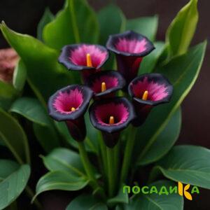 Калла Аура Лейс купить по цене от 400р. в интернет-магазине «Посадика» с доставкой почтой в в Ялтае и по всей России – [изображение №1].