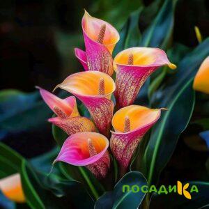 Калла Оникс купить по цене от 450р. в интернет-магазине «Посадика» с доставкой почтой в в Ялтае и по всей России – [изображение №1].