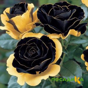 Роза Ханни Сикл купить по цене от 700р. в интернет-магазине «Посадика» с доставкой почтой в в Ялтае и по всей России – [изображение №1].