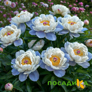 Пион акварельный Этюд купить по цене от 806р. в интернет-магазине «Посадика» с доставкой почтой в в Ялтае и по всей России – [изображение №1].