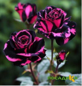 Роза Багровый Шепот купить по цене от 366р. в интернет-магазине «Посадика» с доставкой почтой в в Ялтае и по всей России – [изображение №1].