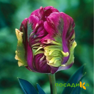 Тюльпан Экзотик Хэвен купить по цене от 186р. в интернет-магазине «Посадика» с доставкой почтой в в Ялтае и по всей России – [изображение №1].